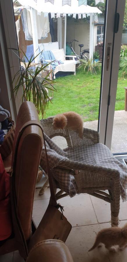 The Garden Room, Pets, Fridge Tv Chester Bagian luar foto